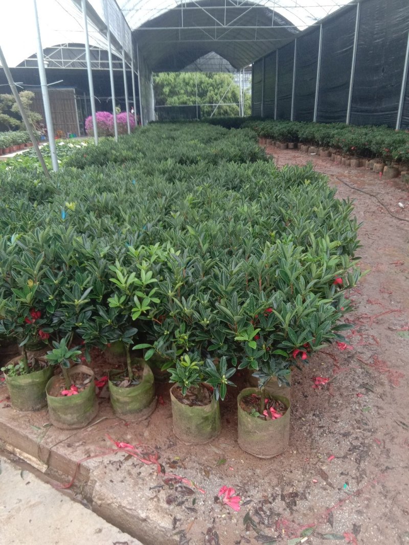 四季茶花，赏花观叶，花朵鲜艳，四季开花。