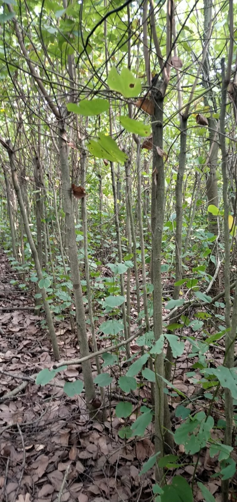 宫粉紫荆