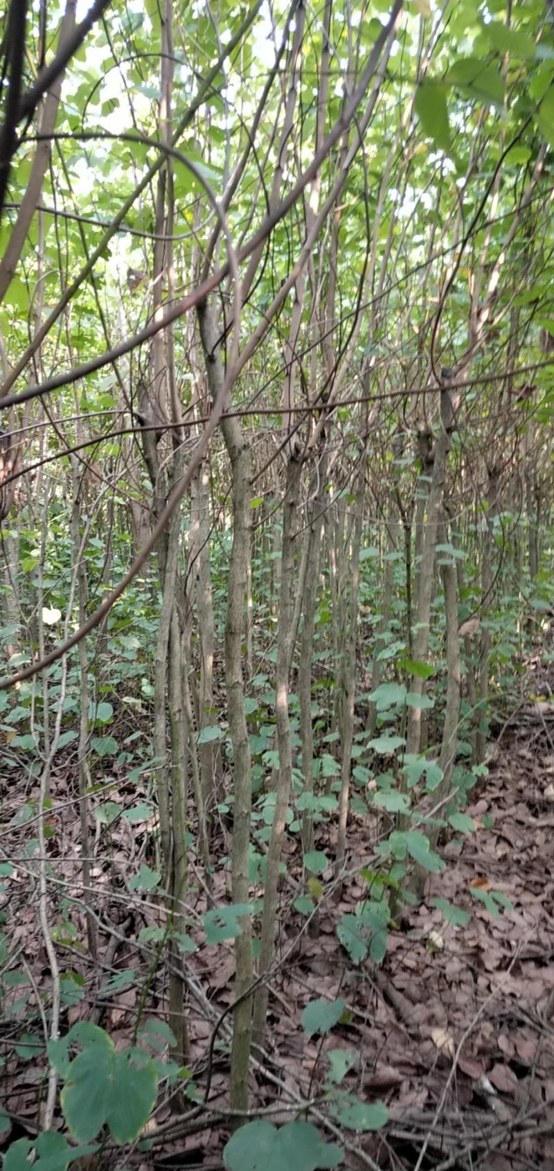 宫粉紫荆