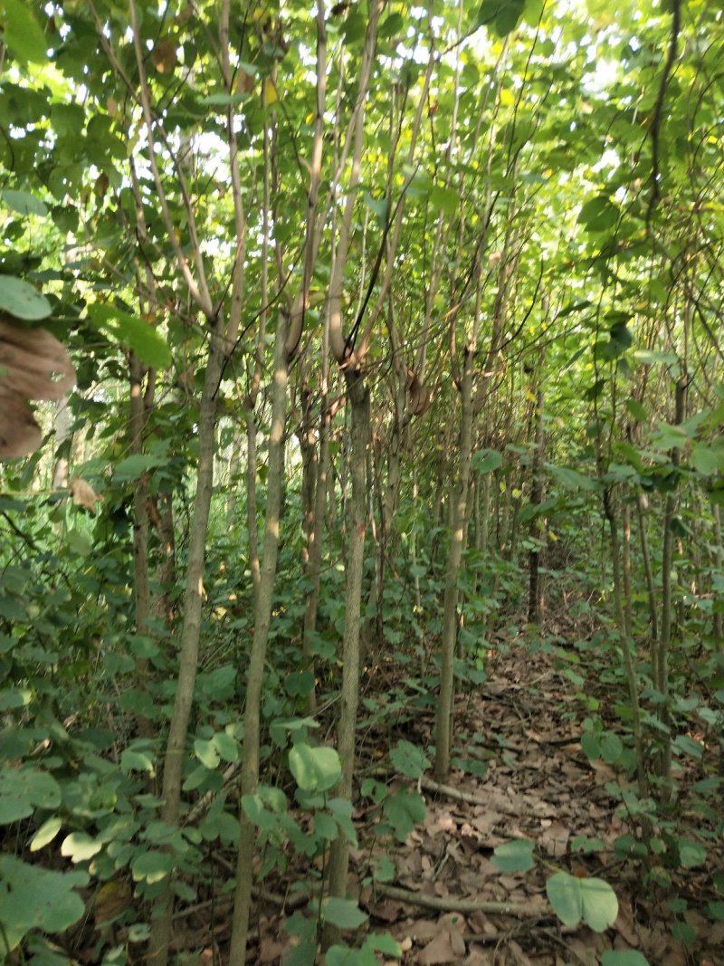 宫粉紫荆
