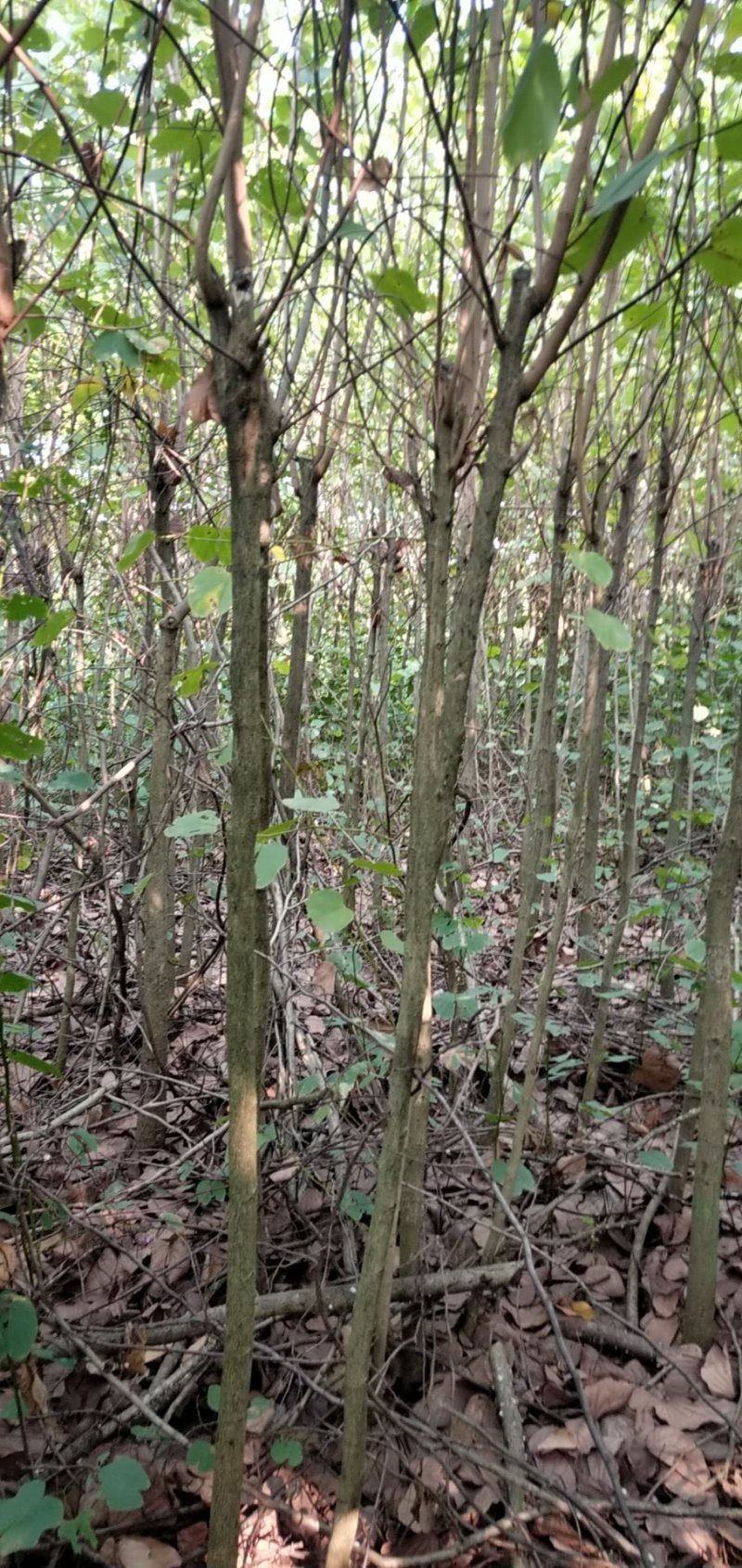 宫粉紫荆