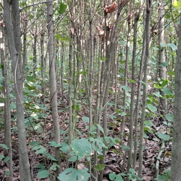 宫粉紫荆