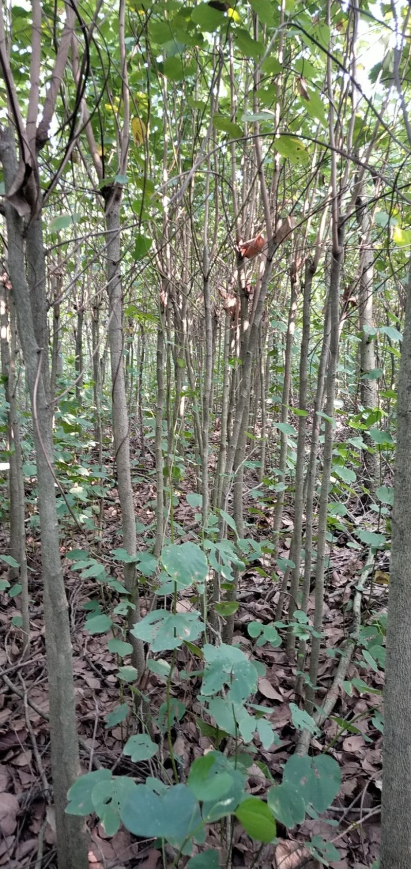 宫粉紫荆