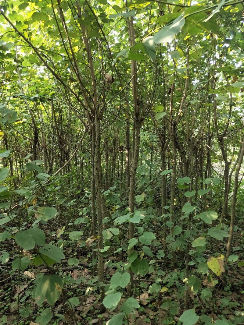 宫粉紫荆