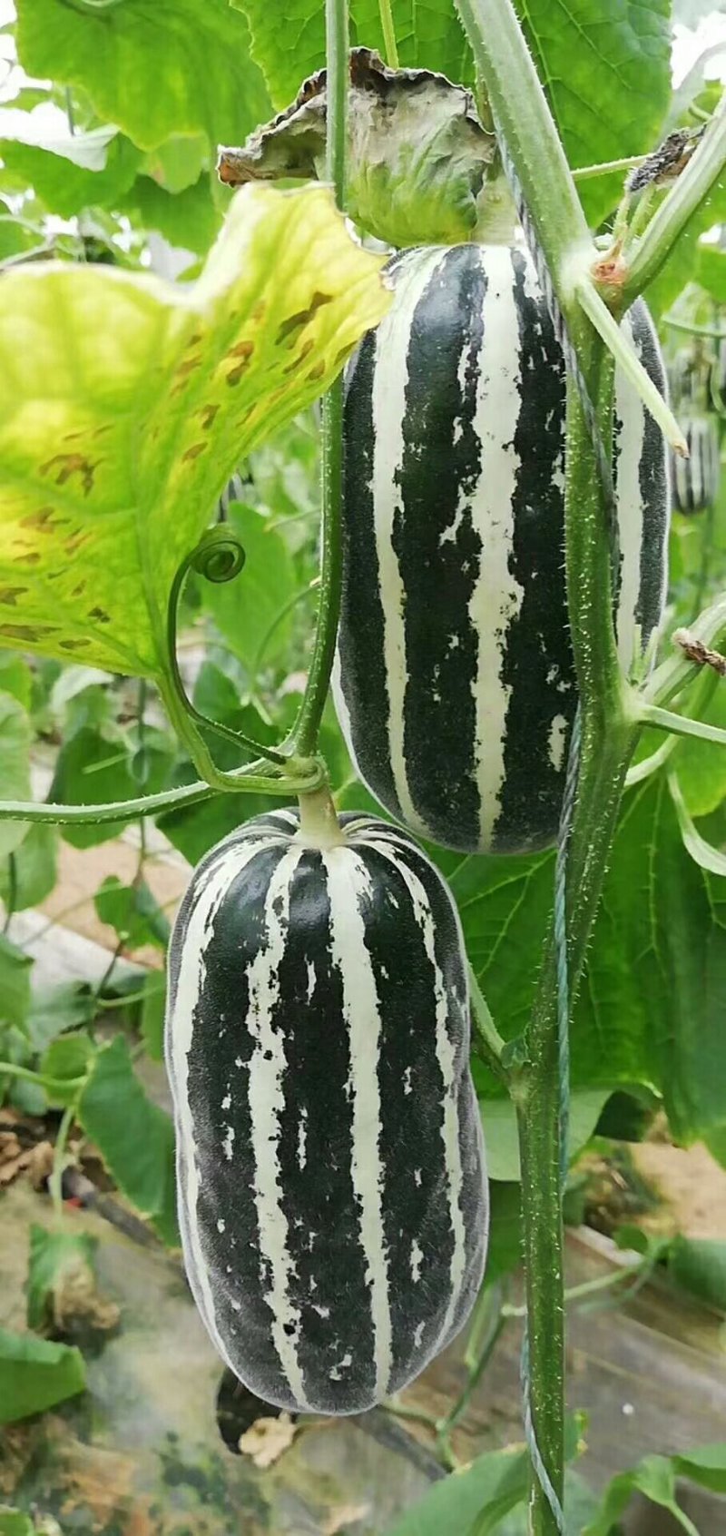 博洋