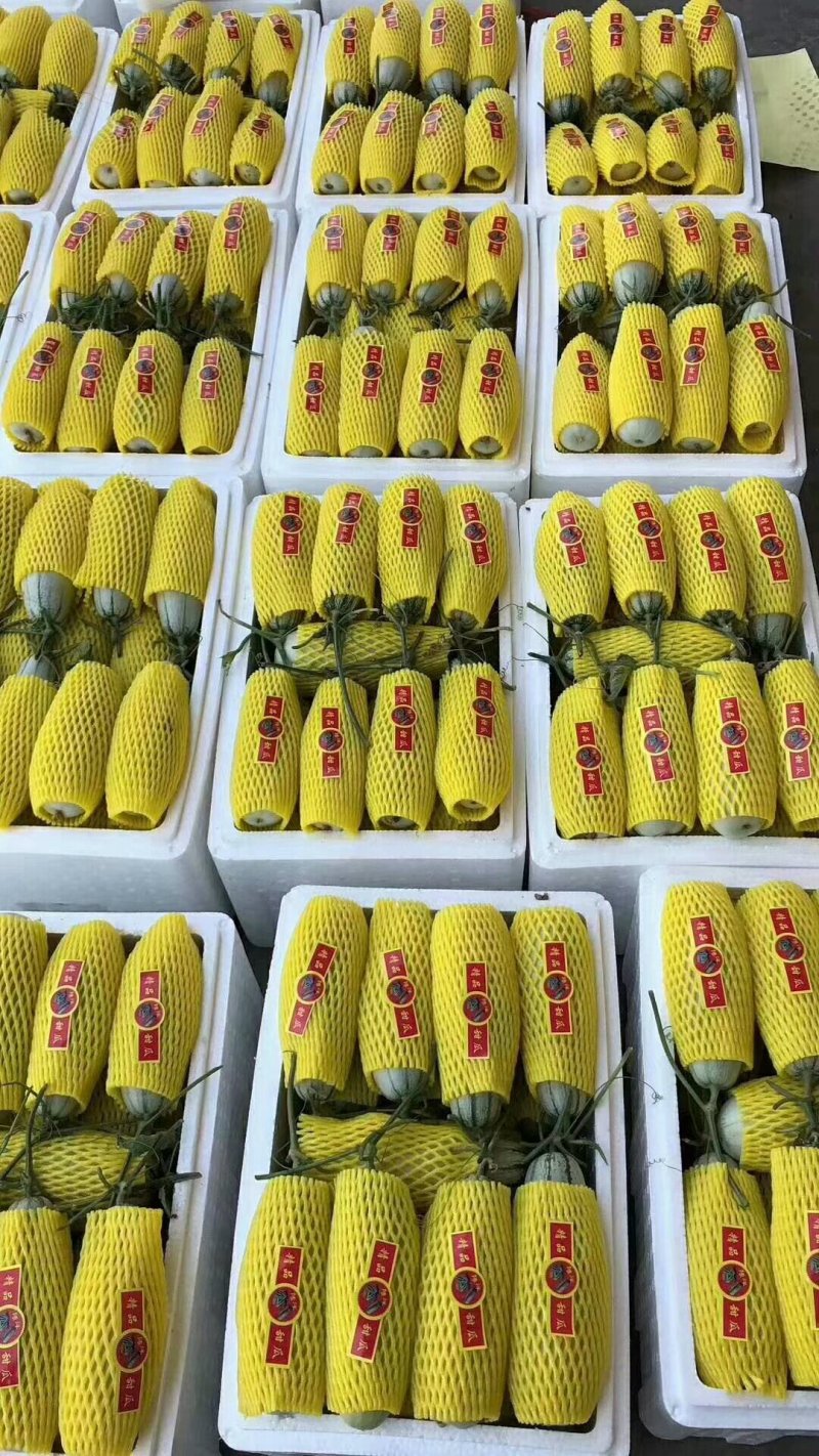 博洋