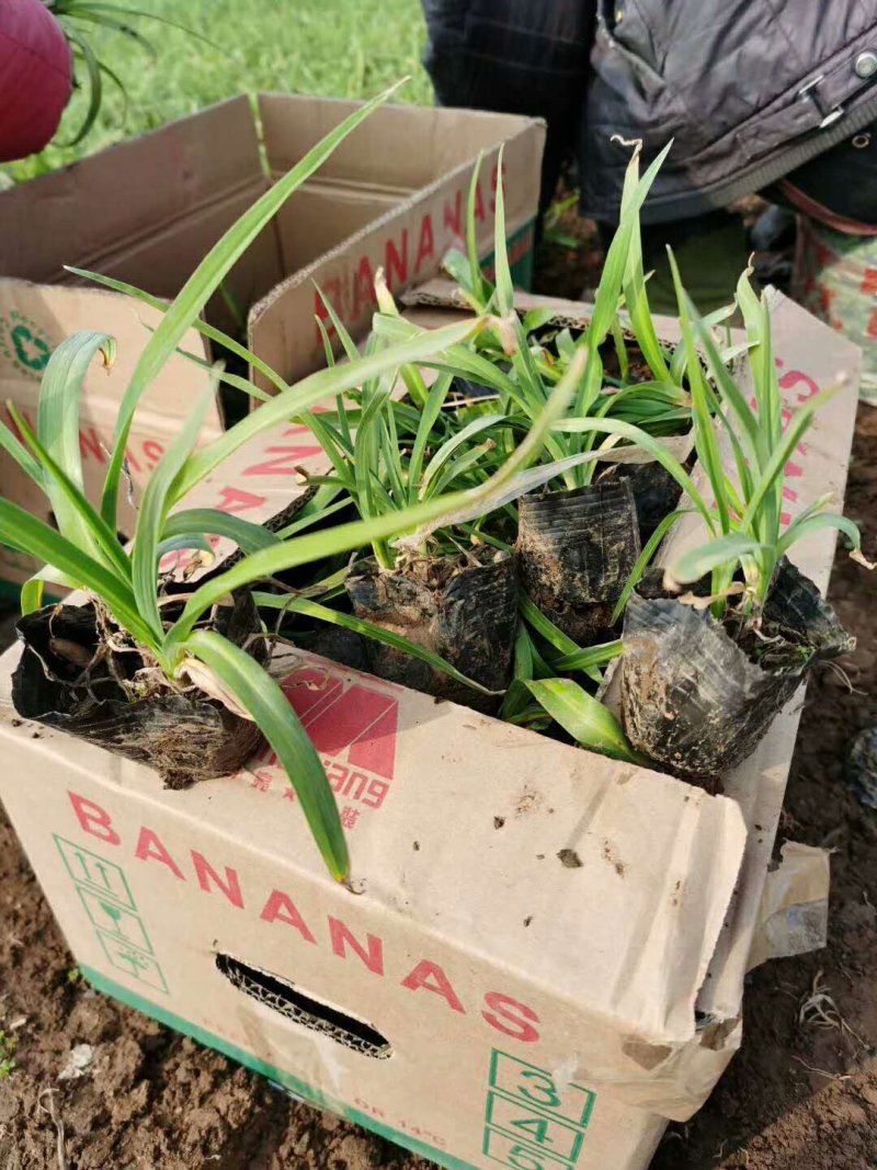 金娃娃萱草，大花萱草，红运萱草基地直销大量有货