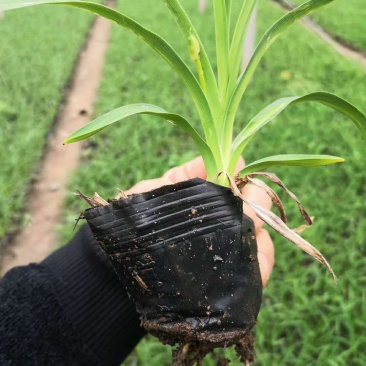 金娃娃萱草，大花萱草，红运萱草基地直销大量有货