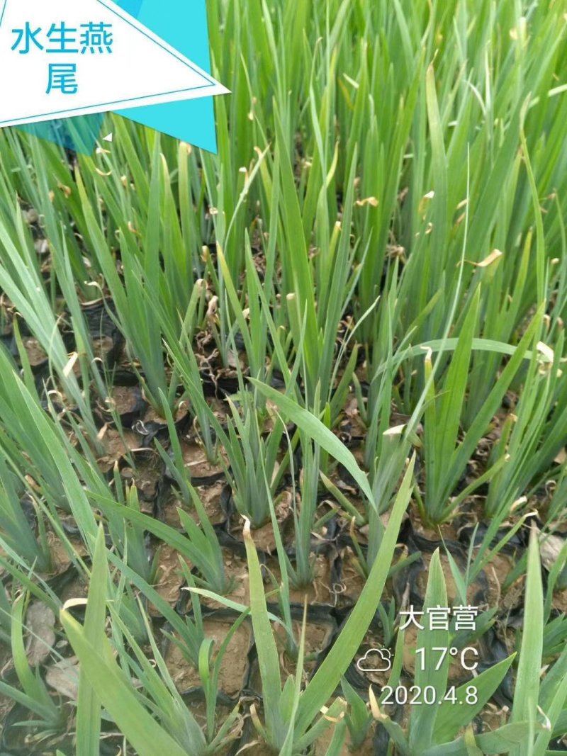 老鸢尾，水生鸢尾，蓝花鸢尾，德国鸢尾等各种宿根苗木
