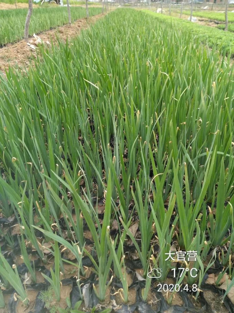 老鸢尾，水生鸢尾，蓝花鸢尾，德国鸢尾等各种宿根苗木