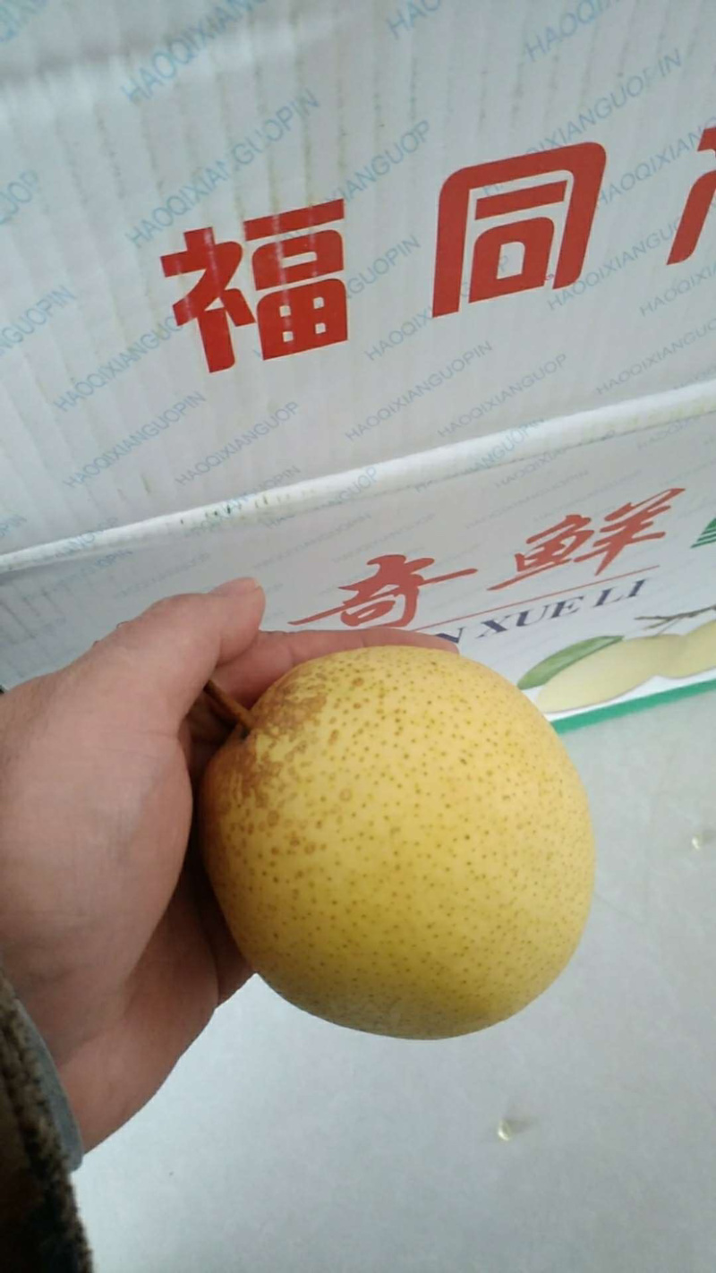 河北雪花梨产地直销对接社区团购市场超市个人速来电