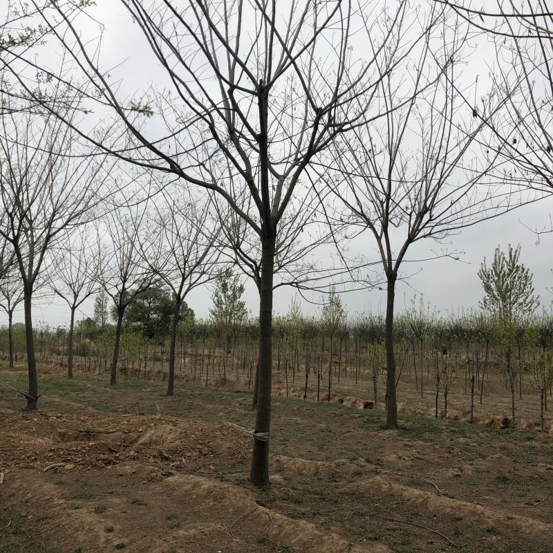 合欢树10公分12–15公分量大18公分20-25公分