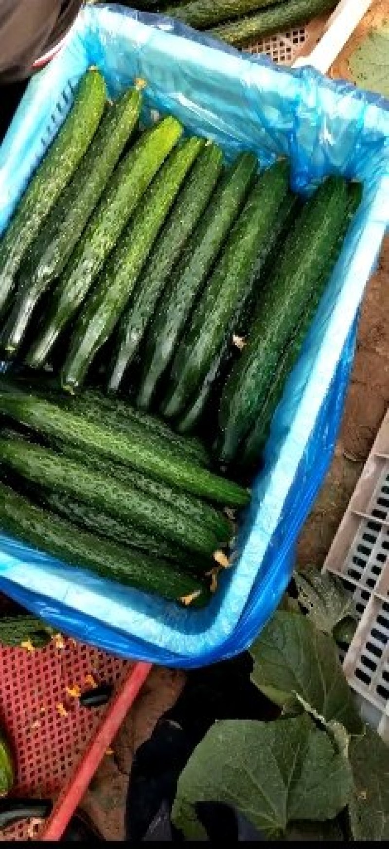 黄瓜【密刺黄瓜】万亩黄瓜大量上市黑油亮新鲜货源大量现货