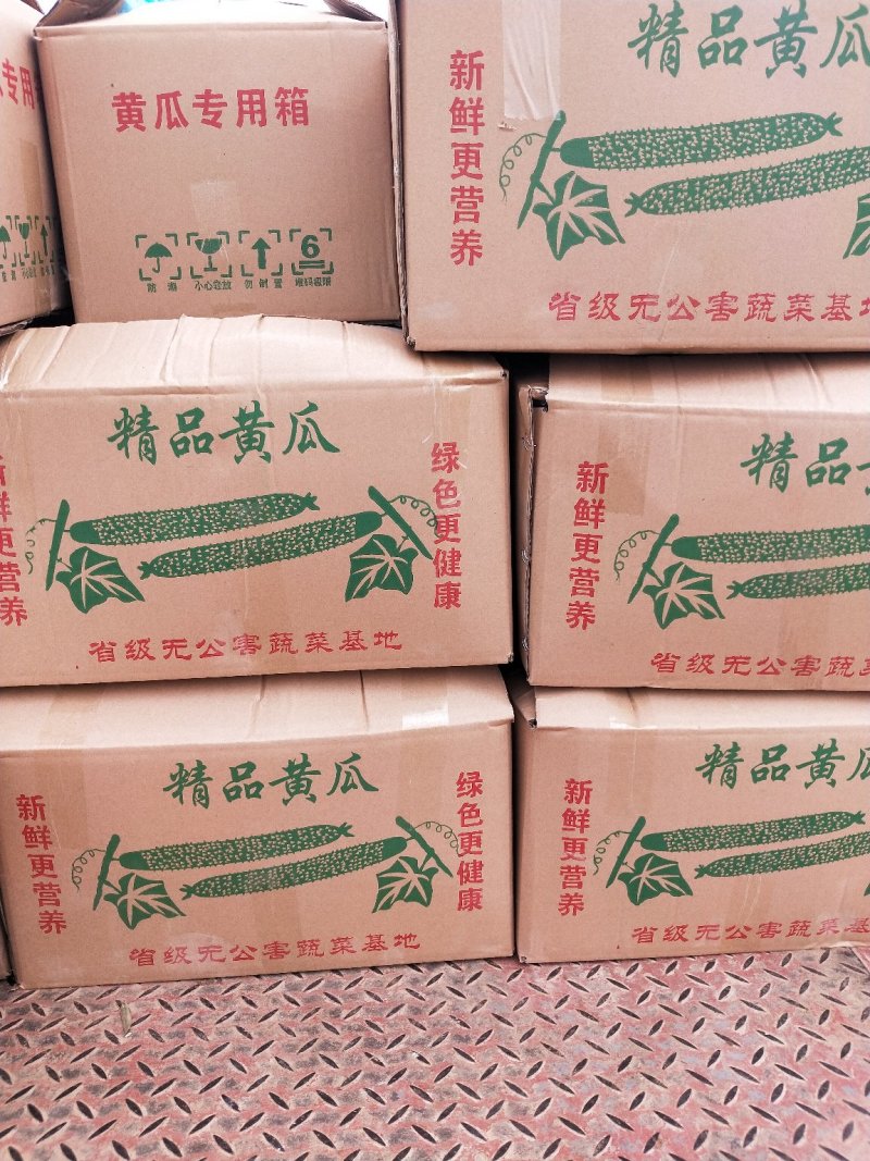 黄瓜【密刺黄瓜】万亩黄瓜大量上市黑油亮新鲜货源大量现货
