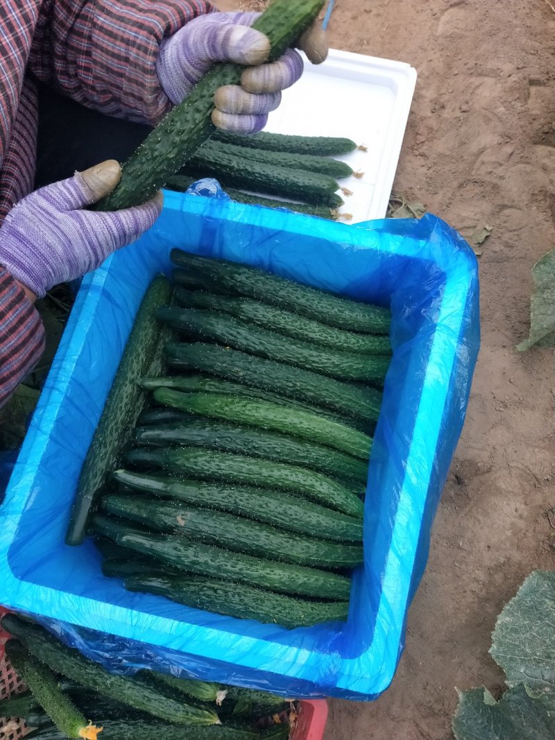 黄瓜【密刺黄瓜】万亩黄瓜大量上市黑油亮新鲜货源大量现货