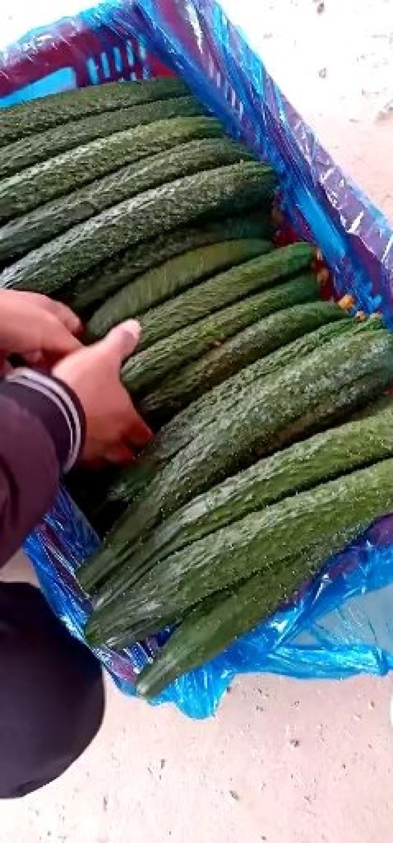 黄瓜【密刺黄瓜】万亩黄瓜大量上市黑油亮新鲜货源大量现货