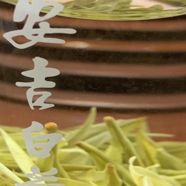 安吉白茶