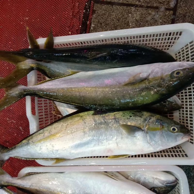 寒鲥鱼，冰鲜发货，一手货源，批发零售欢迎全国老板咨询