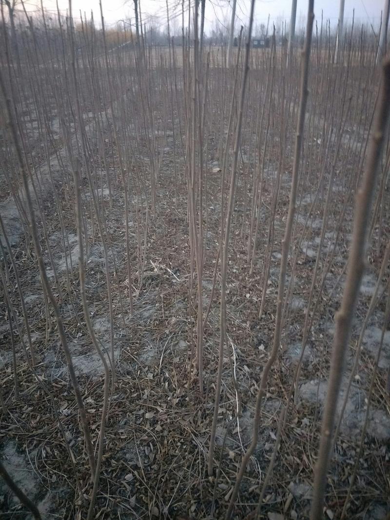 火炬树，火炬树小苗，河北火炬树，火炬苗价格