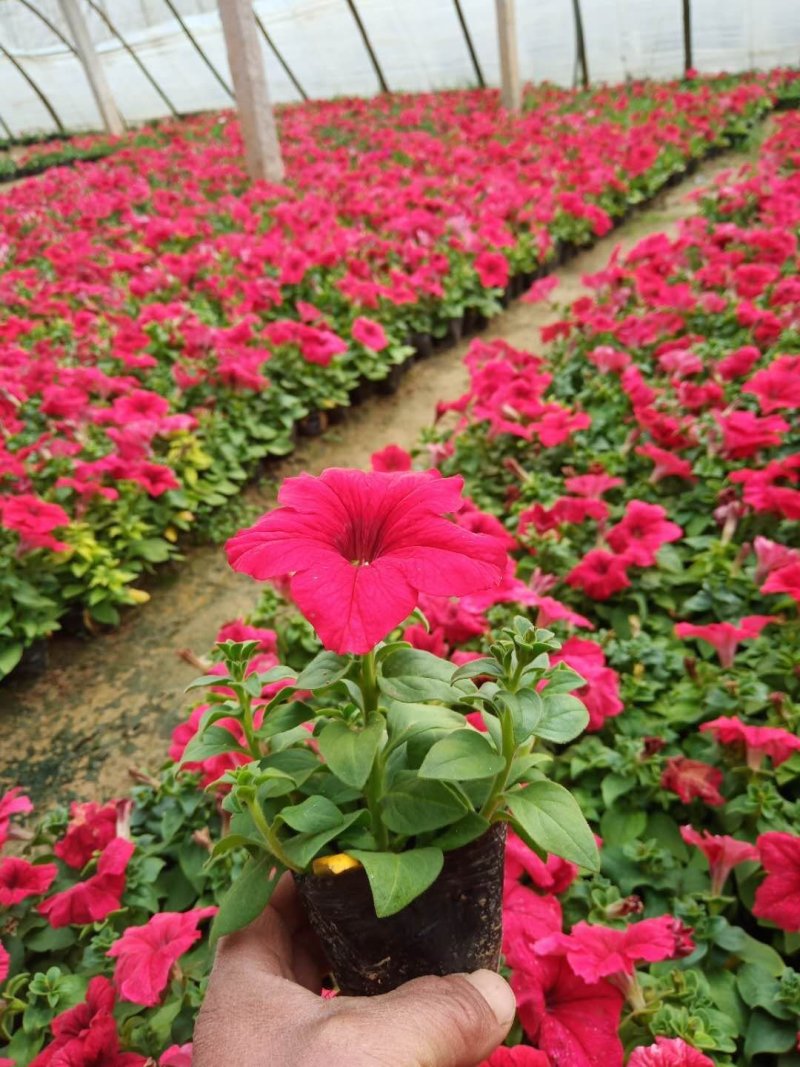 矮牵牛花（一手货源）