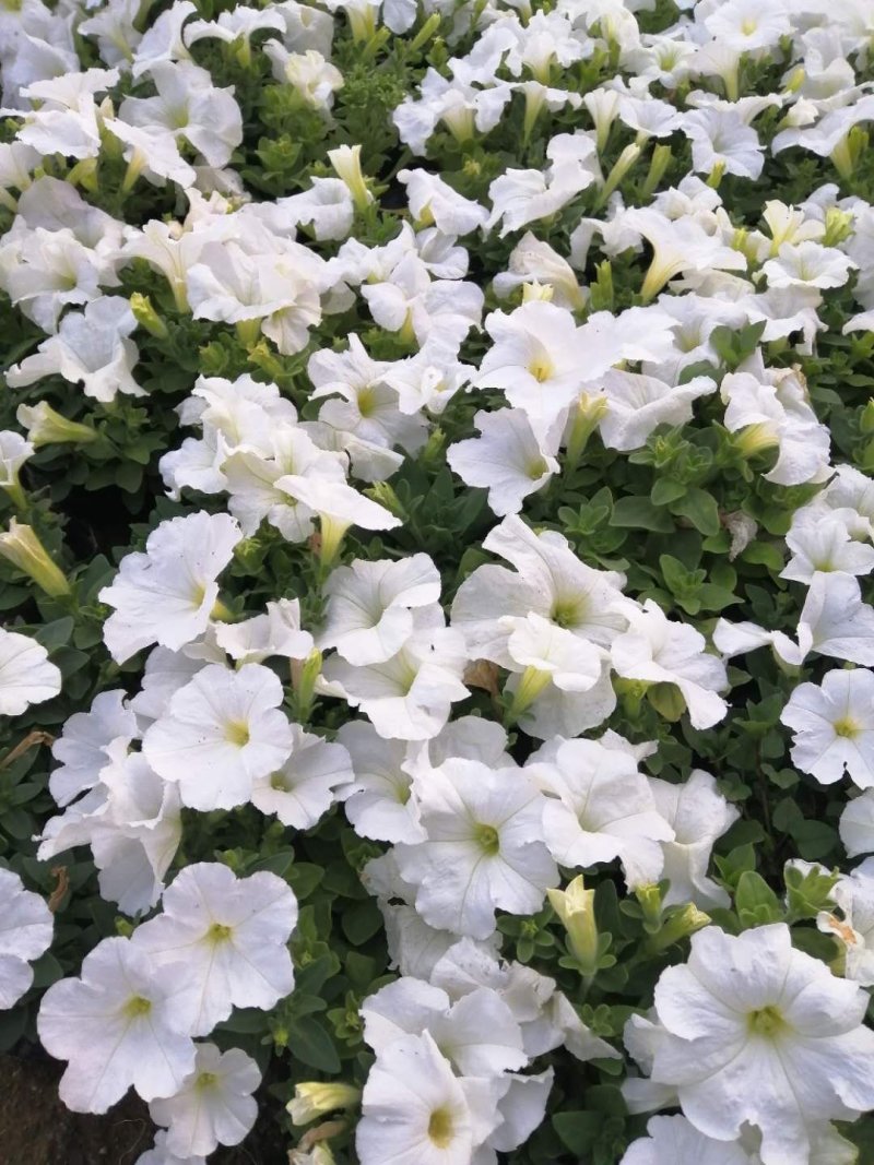 矮牵牛花（一手货源）