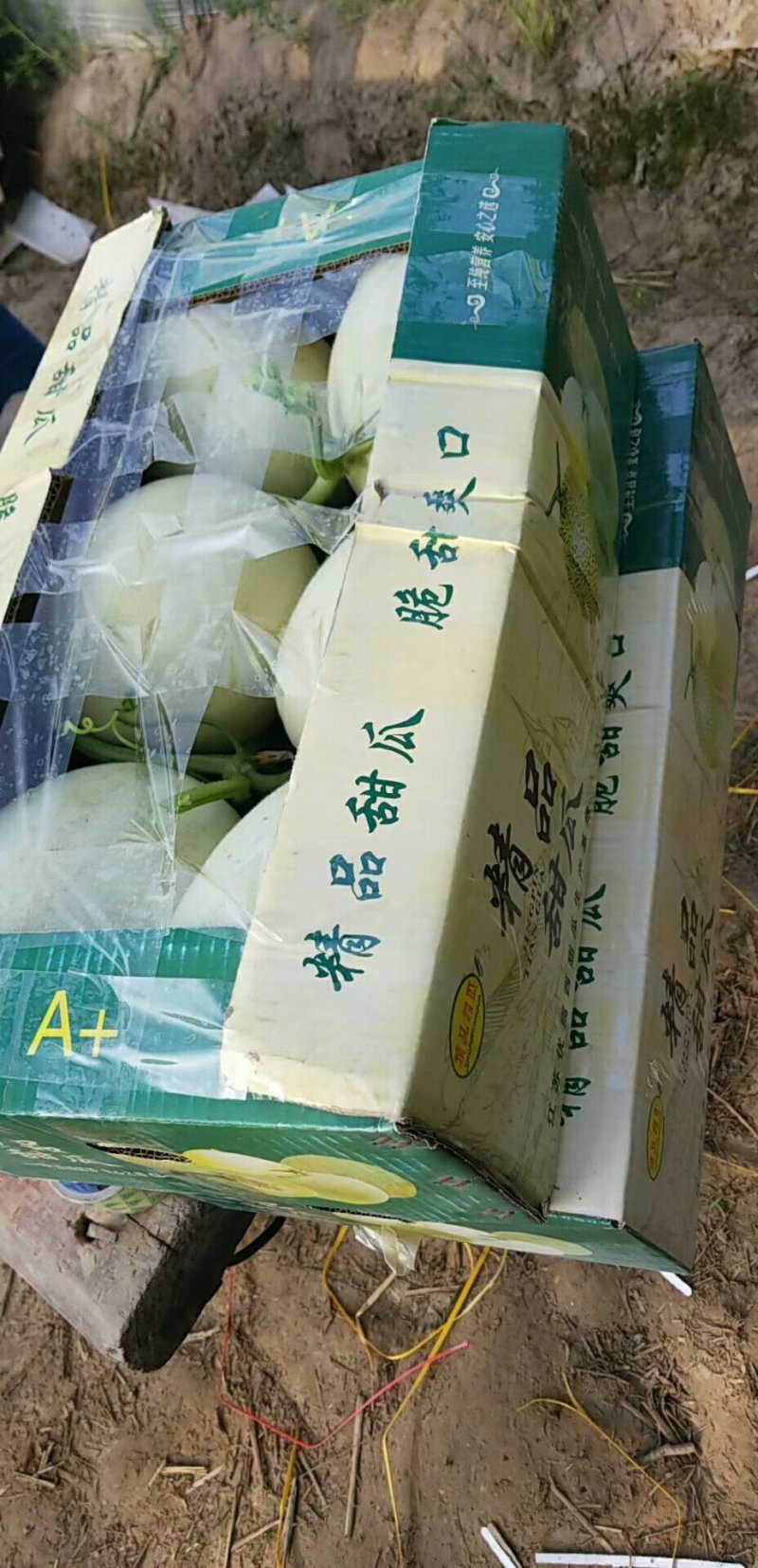 甜瓜玉姑甜瓜东台超甜精品瓜2斤以上基地直供