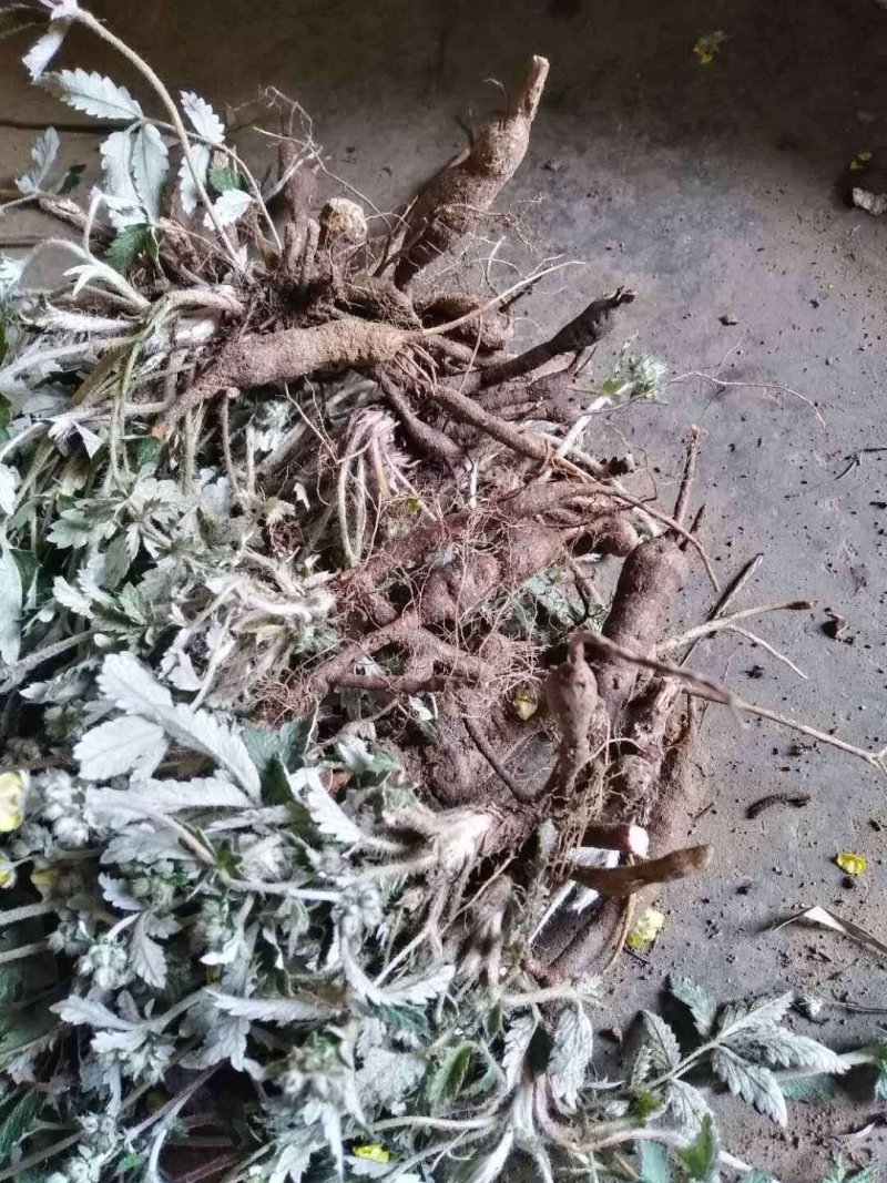 翻白草