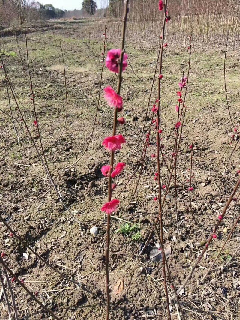 红梅农户现挖红梅花小苗骨里红垂枝梅红梅苗朱砂梅