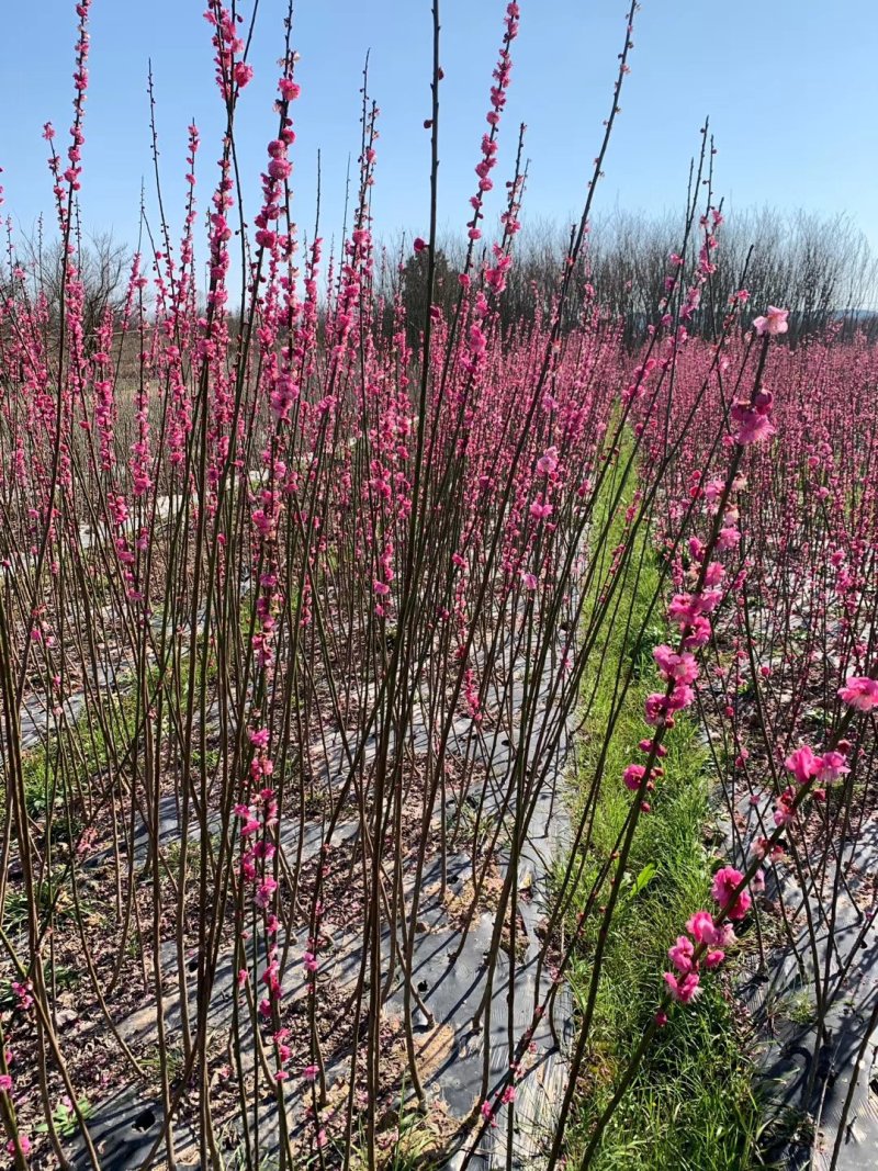红梅农户现挖红梅花小苗骨里红垂枝梅红梅苗朱砂梅