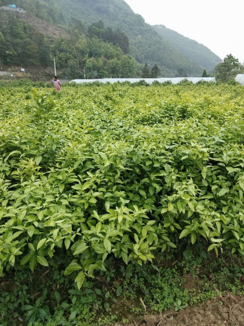 长期零售中国金州沙糖桔苗场
