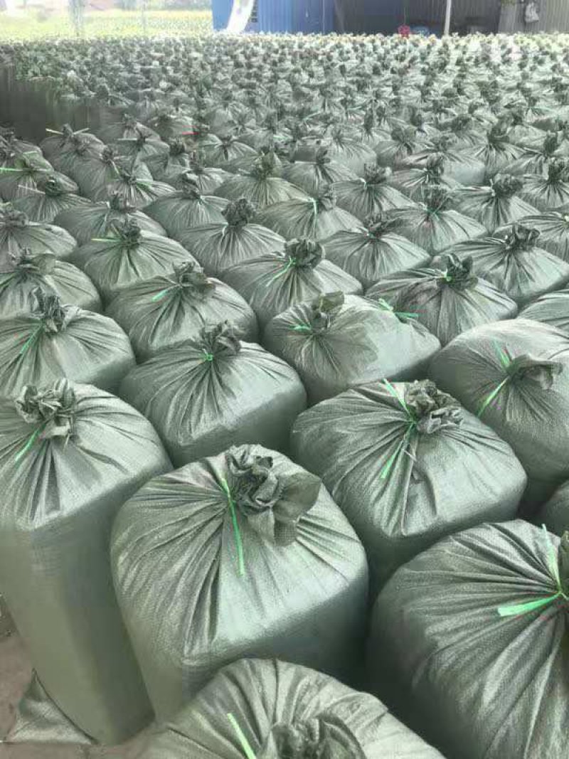 青储草、青储饲料、青储玉米，压块玉米秸秆