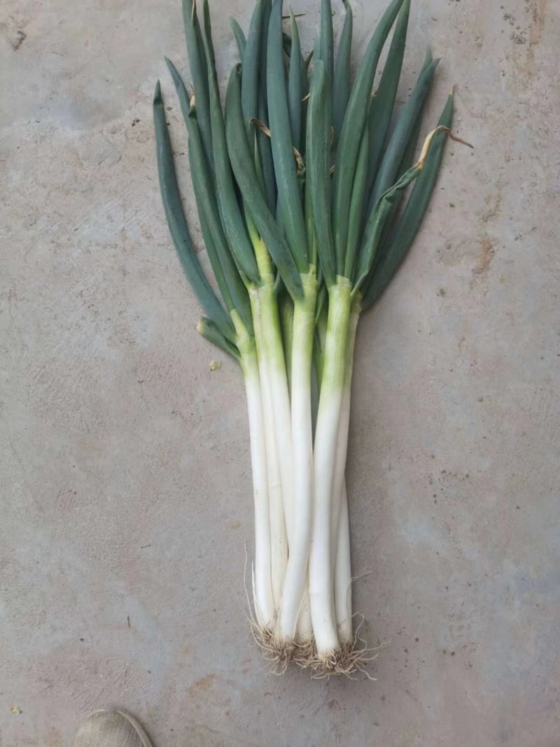 精品长白大葱，钢葱，铁杆大葱