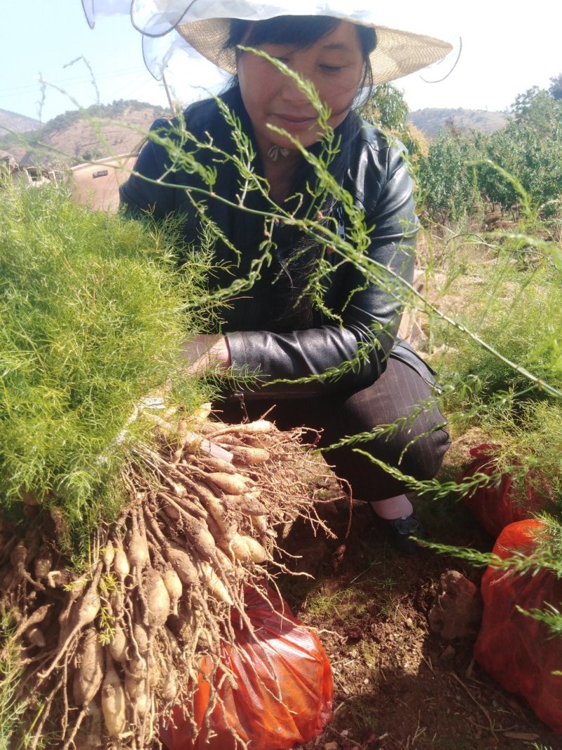 云南永胜大型天冬基地精品天冬种苗，基地直供，保证成活率！