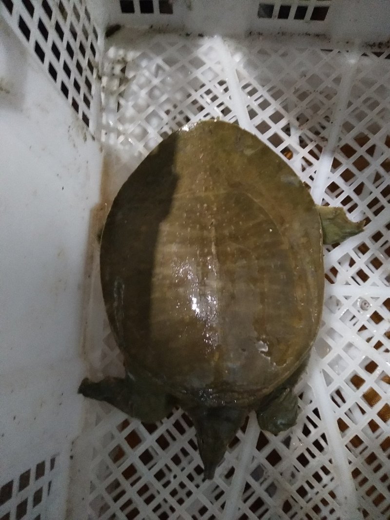 甲鱼苗，产地孵化，基地直供，提供养殖技术。