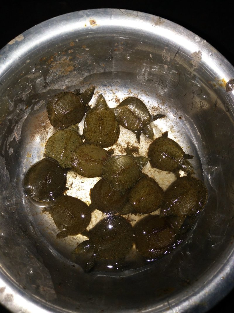 甲鱼苗，产地孵化，基地直供，提供养殖技术。
