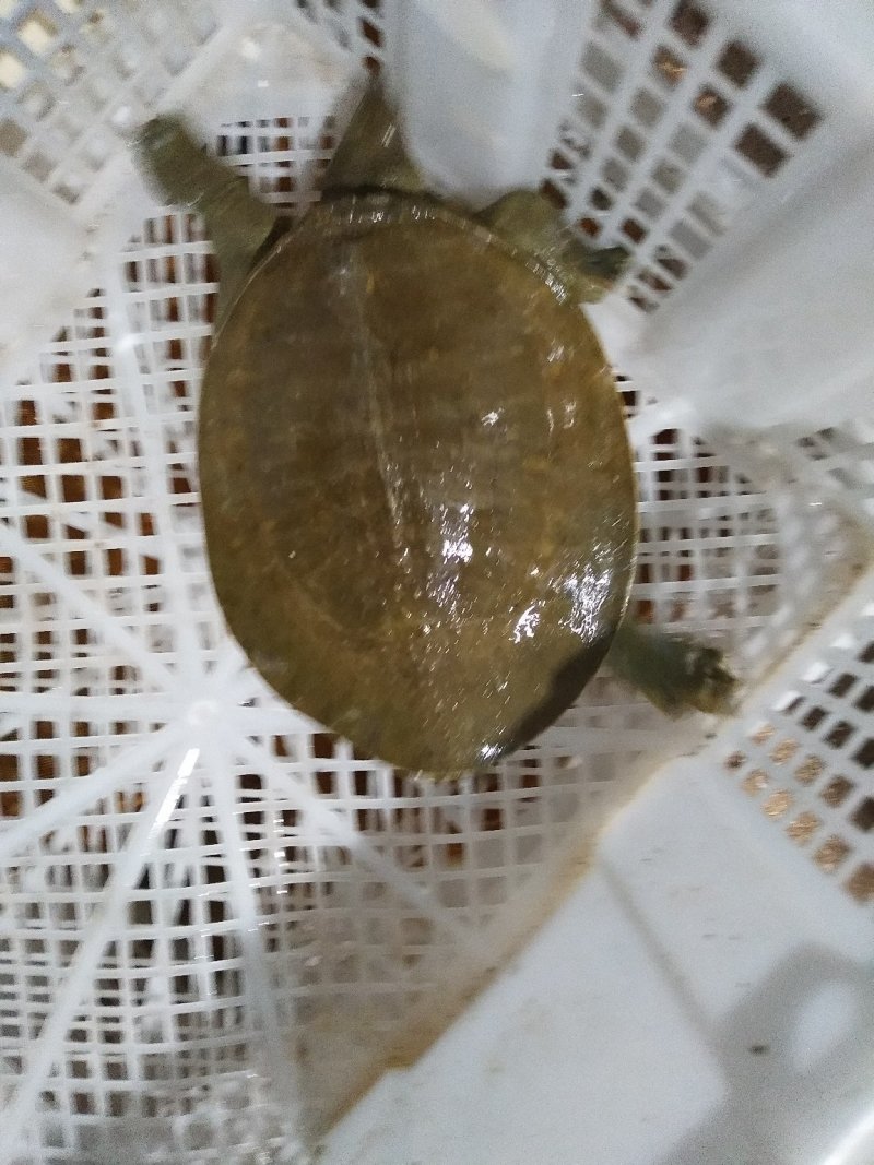 甲鱼苗，产地孵化，基地直供，提供养殖技术。