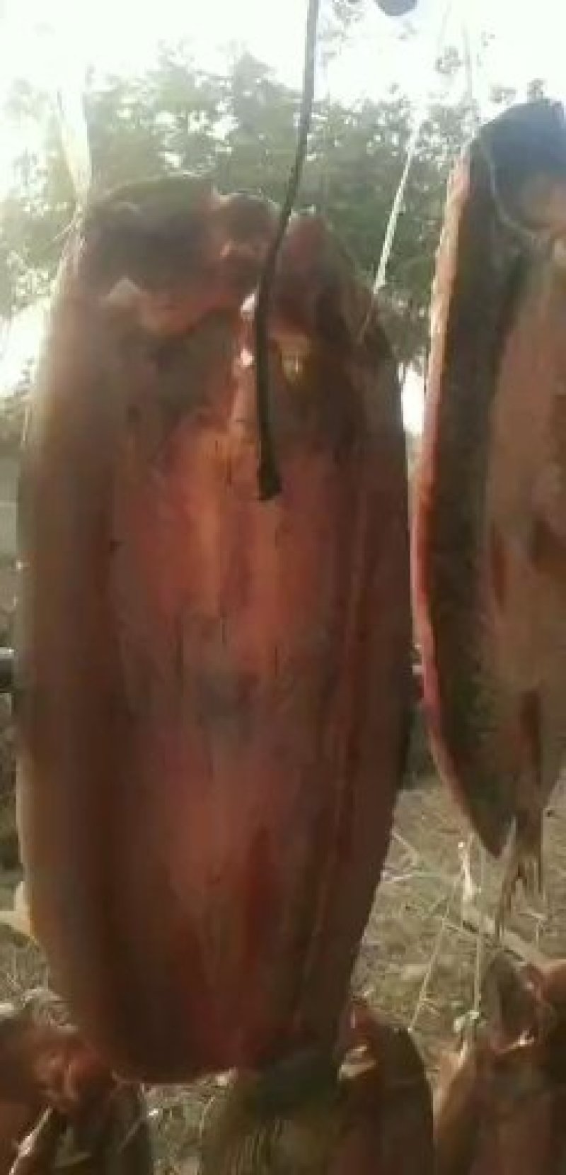 传统制作的干鱼