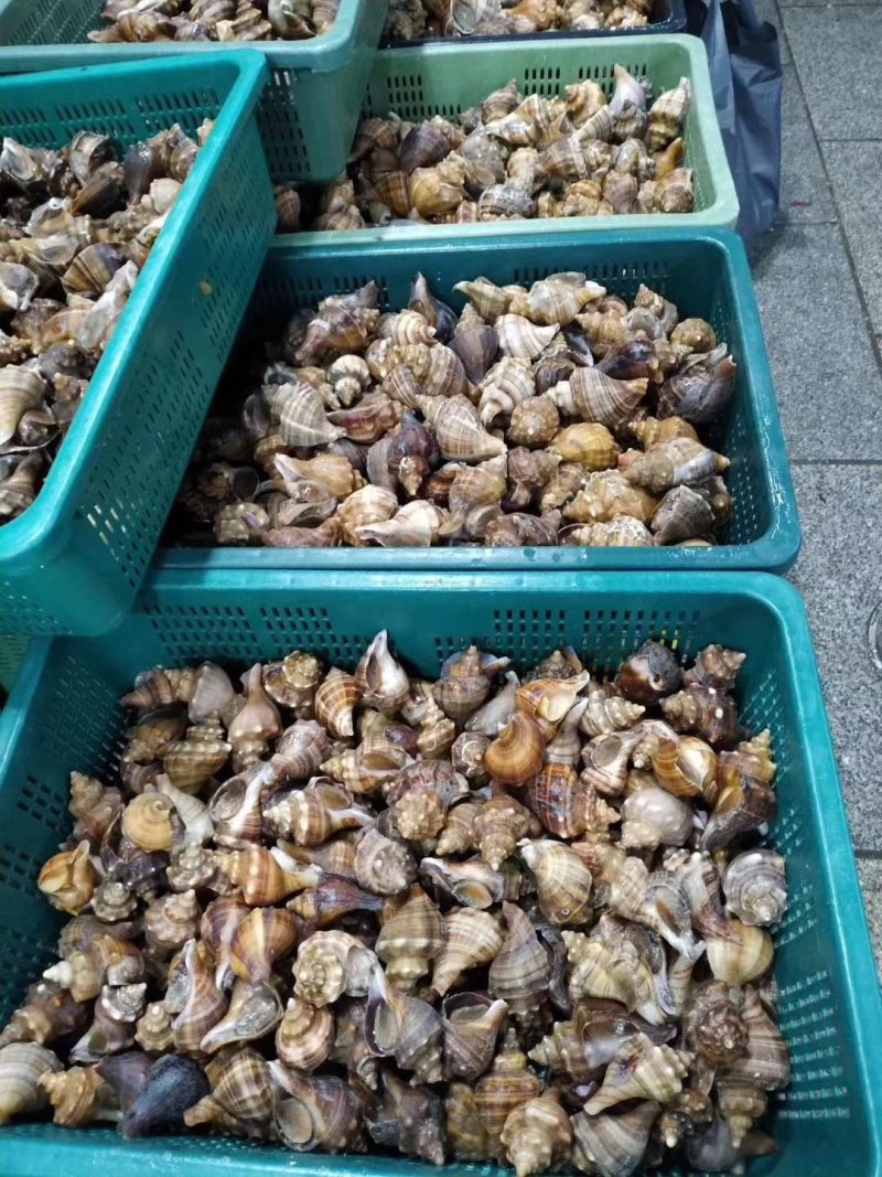 海螺：鲜活直发。批发零售，一件代发欢迎全国老板咨询