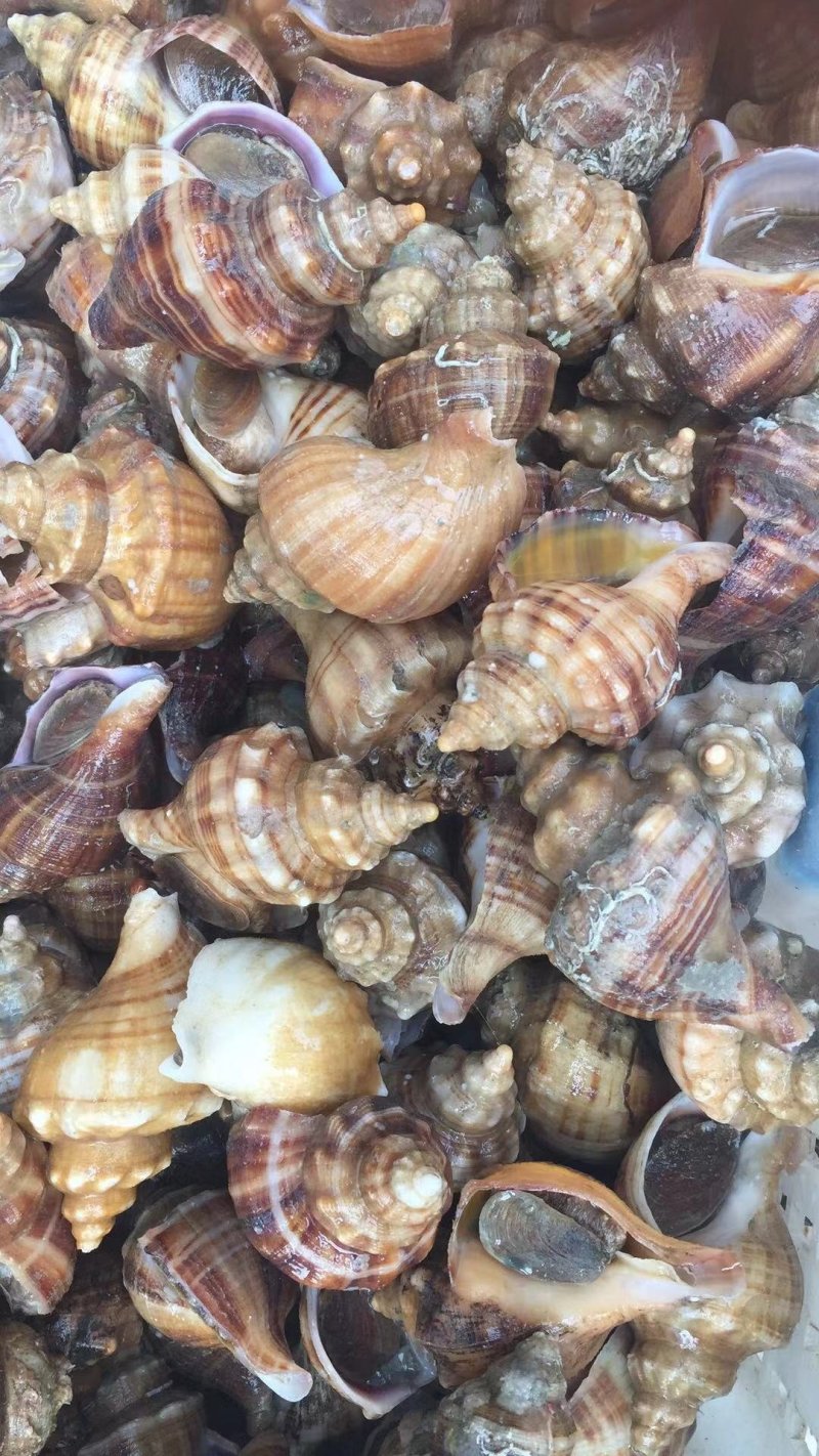海螺：鲜活直发。批发零售，一件代发欢迎全国老板咨询