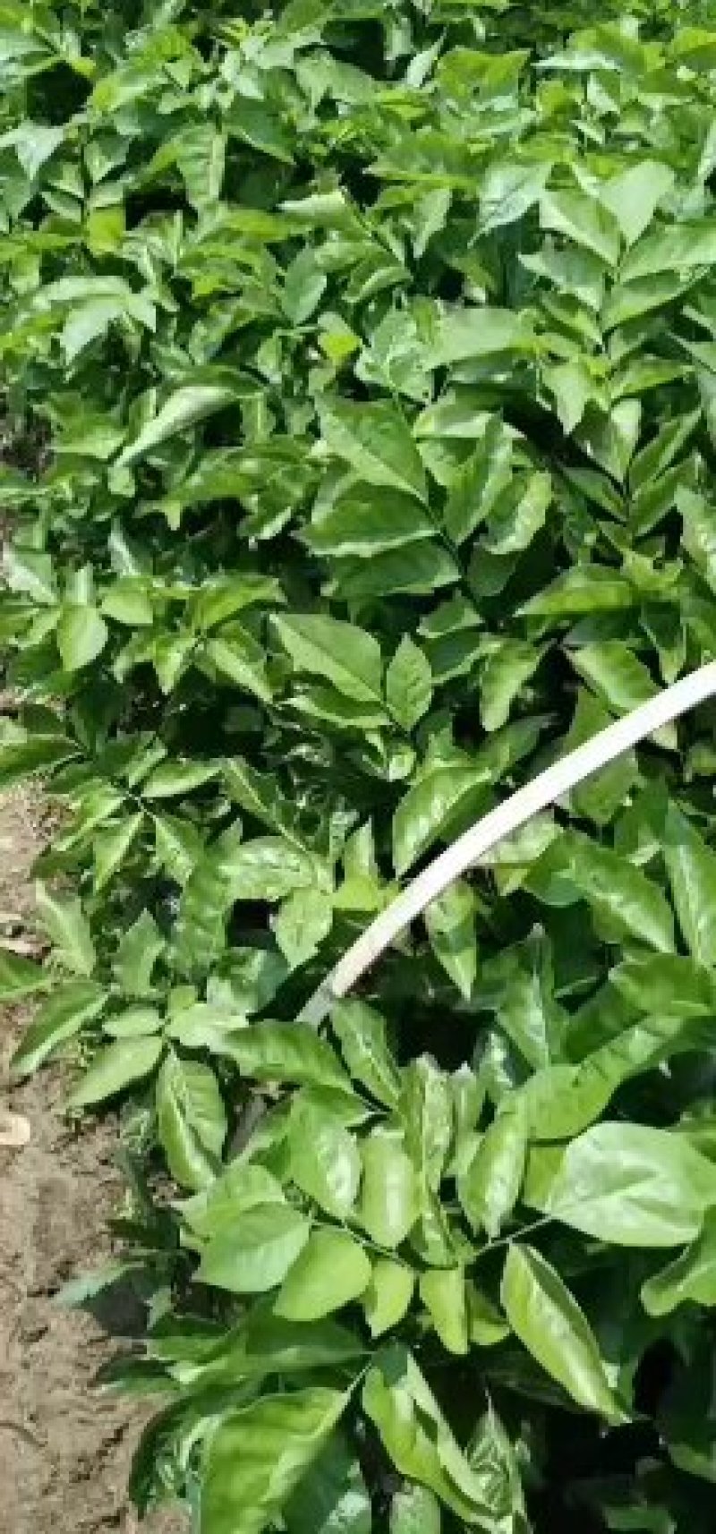 芳姐种植基地直供:黄皮实生苗，小奶苗，嫁接苗或承接