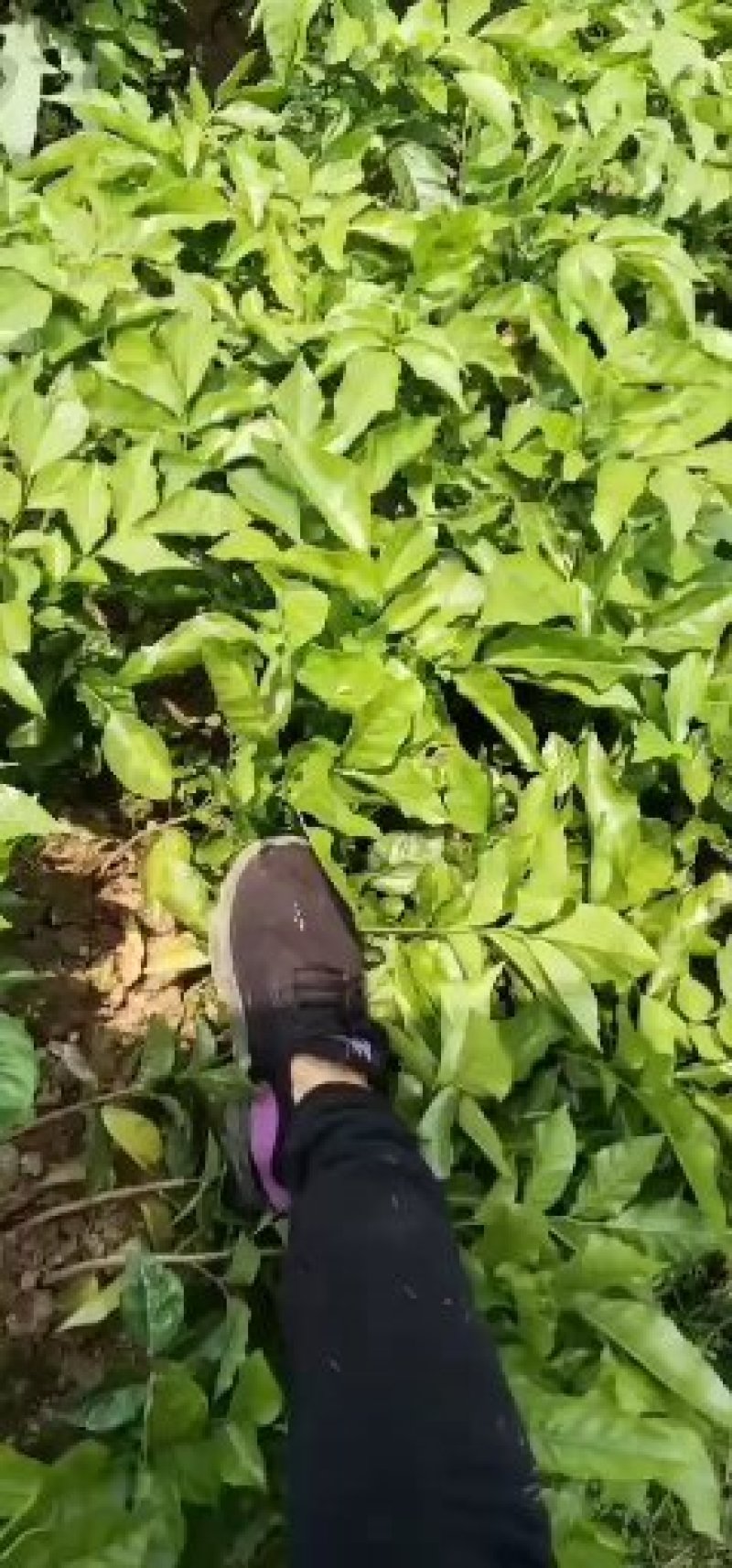 芳姐种植基地直供:黄皮实生苗，小奶苗，嫁接苗或承接