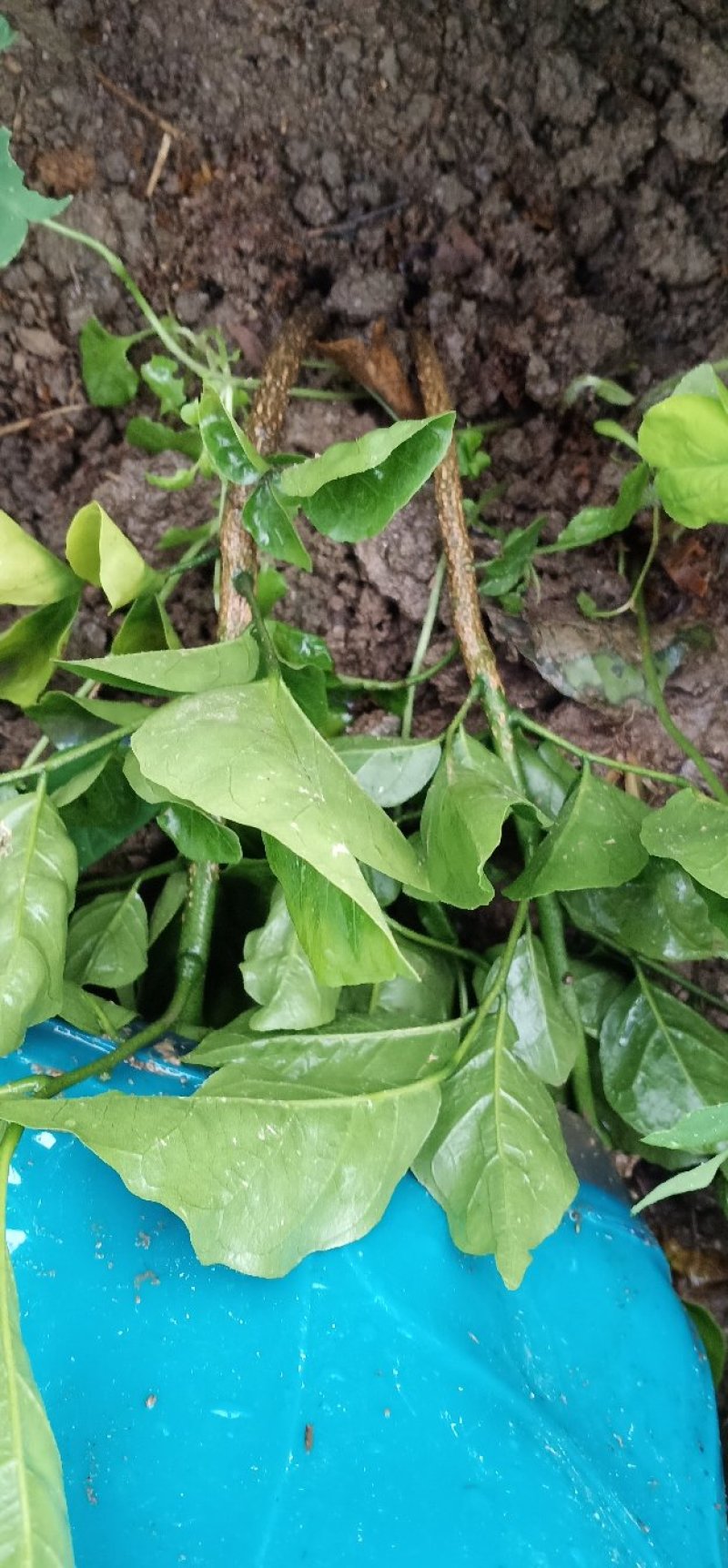 芳姐种植基地直供:黄皮实生苗，小奶苗，嫁接苗或承接