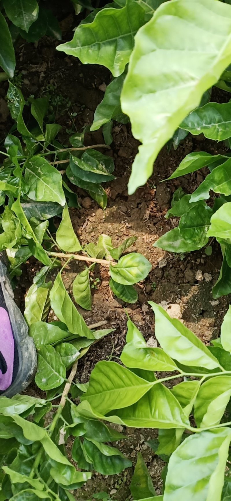 芳姐种植基地直供:黄皮实生苗，小奶苗，嫁接苗或承接