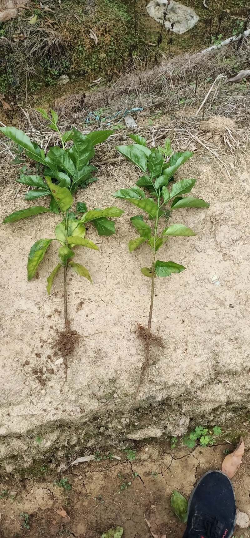 芳姐种植基地直供:黄皮实生苗，小奶苗，嫁接苗或承接