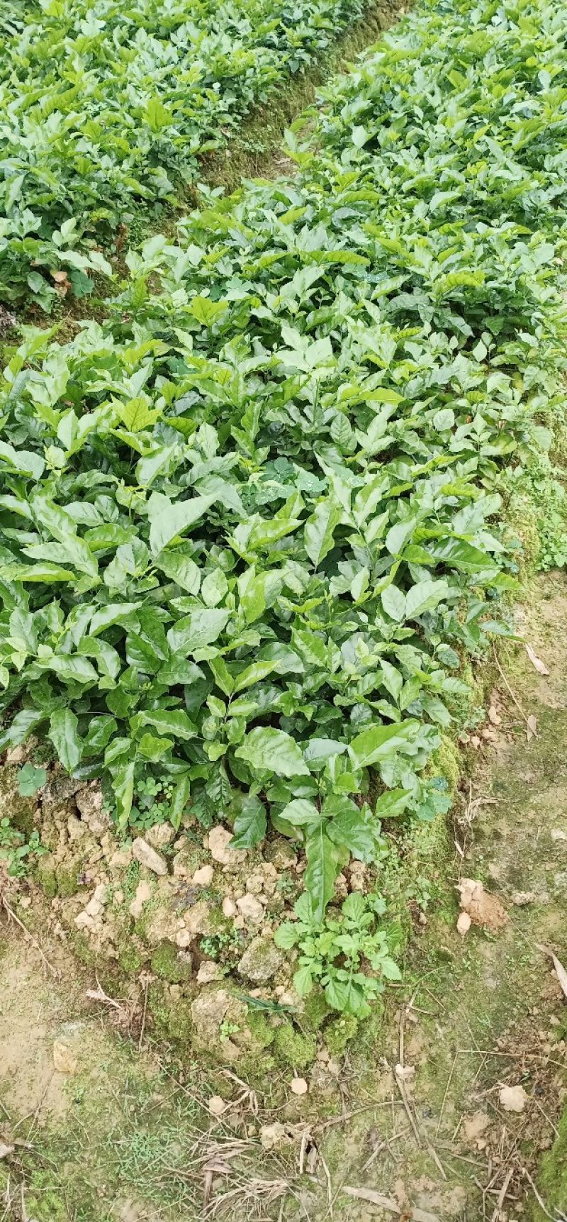 芳姐种植基地直供:黄皮实生苗，小奶苗，嫁接苗或承接