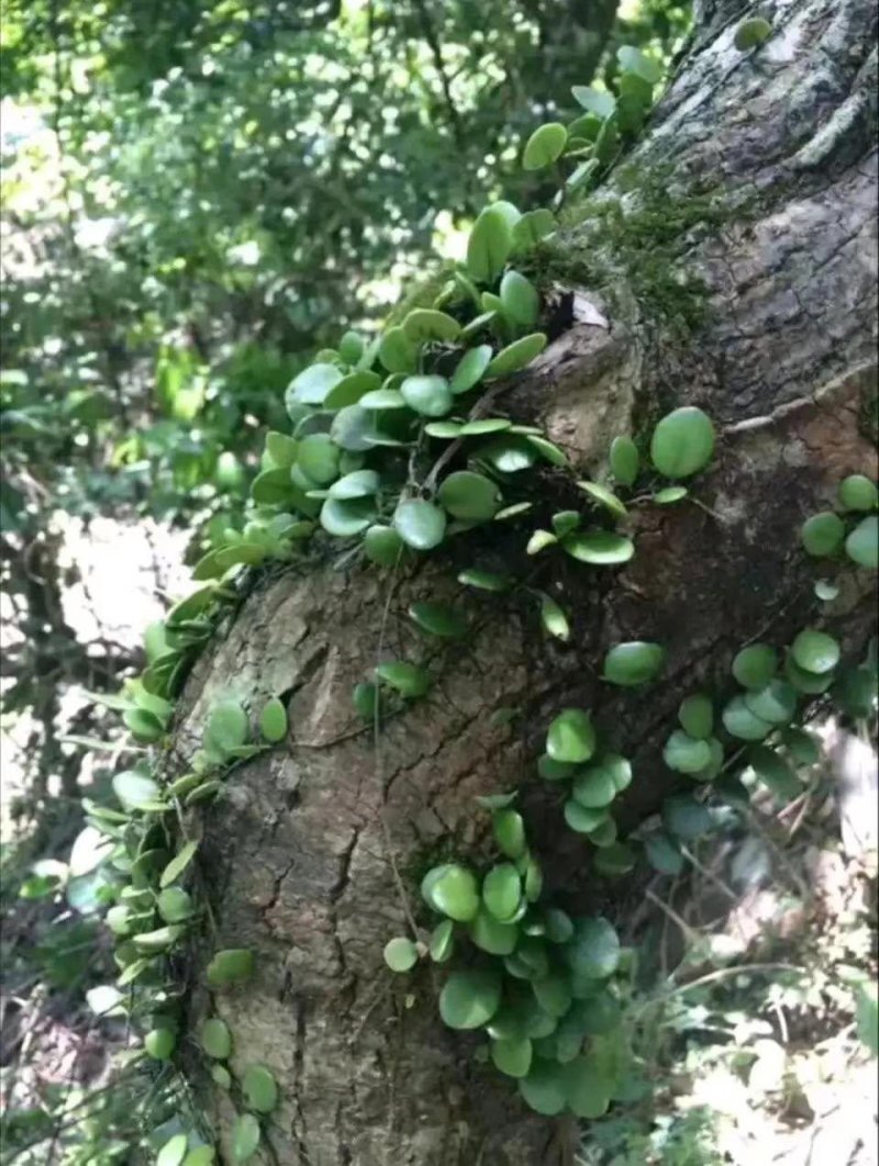 抱石莲
