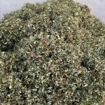 抱石莲