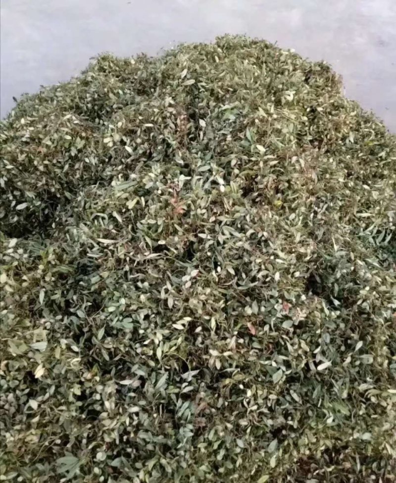 抱石莲