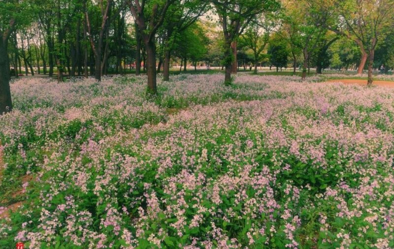 二月兰花种子，四季种易活二月兰花籽多年生宿根诸葛菜种