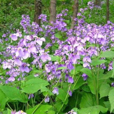 二月兰花种子，四季种易活二月兰花籽多年生宿根诸葛菜种